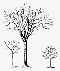 Pine Tree Clipart Black And White / Christmas Tree - Tree, HD Png Download, Transparent PNG