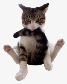Funny Animals Png - Cat Biting Its Tail, Transparent Png, Transparent PNG