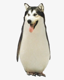 Funny Png Tumblr - Animal Photoshopped, Transparent Png, Transparent PNG