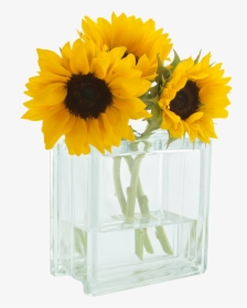 You Are My Sunshine - 3 Sunflowers In A Vase, HD Png Download, Transparent PNG
