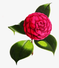 Camellia Flower - Digital Flowers Transparent Background, HD Png Download, Transparent PNG