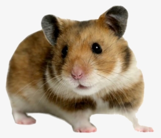 Cute Hamster Png Transparent Image - Transparent Background Hamster Png, Png Download, Transparent PNG