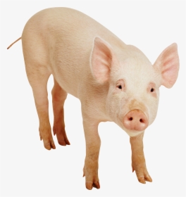 Pig Free, HD Png Download, Transparent PNG