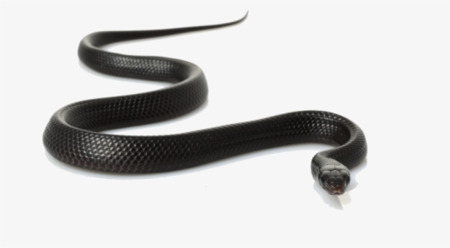 Snakes In Madhya Pradesh, HD Png Download, Transparent PNG