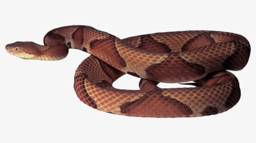 Download And Use Snake Icon - Copperhead Snake White Background, HD Png Download, Transparent PNG