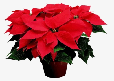 Christmas Possentia , Png Download - Name Of The Christmas Flower, Transparent Png, Transparent PNG