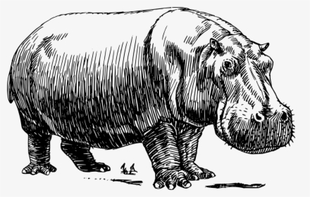 Line Drawing Of Hippopotamus, HD Png Download, Transparent PNG