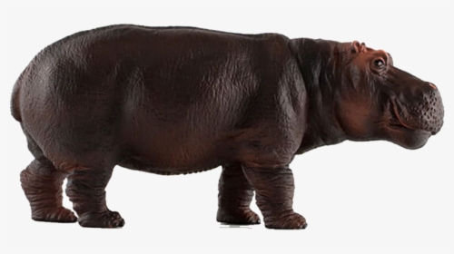 Hippopotamus Png Image Download - Pnso Hippo, Transparent Png, Transparent PNG