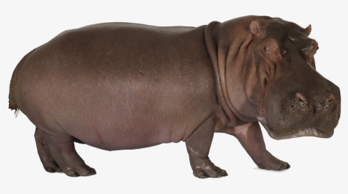 Hippopotamus Png Clipart - Hippopotamus, Transparent Png, Transparent PNG