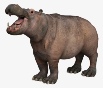 Hippopotamus Png Image - 3d Modeling, Transparent Png, Transparent PNG