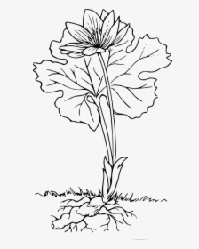 Plant With Roots Black And White, HD Png Download, Transparent PNG