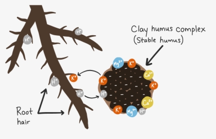 Cation Exchange - Plant Roots H Ions, HD Png Download, Transparent PNG