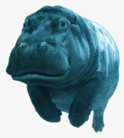 Genny Swimming - Hippopotamus, HD Png Download, Transparent PNG