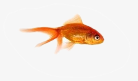 Garibaldi (fish), HD Png Download, Transparent PNG