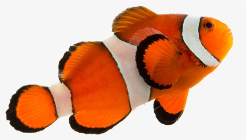 Coral Reef Fish, HD Png Download, Transparent PNG