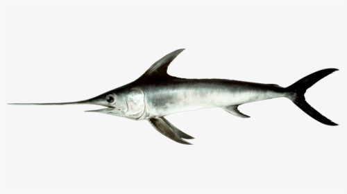 Illustration Of A Swordfish - Xiphias Gladius, HD Png Download, Transparent PNG