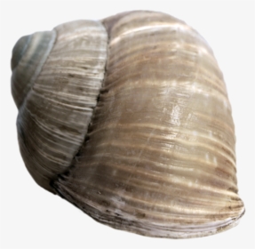 Thumb Image - Snail Shell No Background, HD Png Download, Transparent PNG
