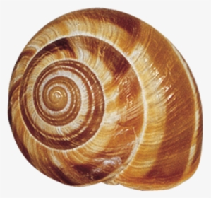 Snail Shell Transparent Background, HD Png Download, Transparent PNG