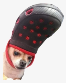 #dog #doggo #meme #crocs #chihuahua #funny #perro #lomito - Dog With Croc On Head, HD Png Download, Transparent PNG