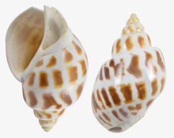 12 Babylonia Aerolata Polished Snail Shells 2-2 - Babylonia Shell, HD Png Download, Transparent PNG