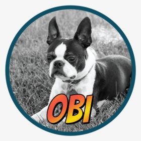 Obi -01 - Boston Terrier, HD Png Download, Transparent PNG