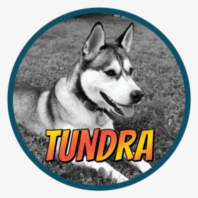 Tundra -01 - Mackenzie River Husky, HD Png Download, Transparent PNG