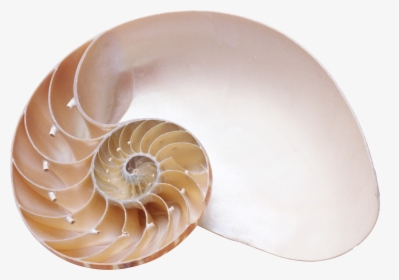 Seashell Png - Nautilus Png, Transparent Png, Transparent PNG
