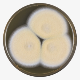 Aspergillus Nakazawae Meaox - Circle, HD Png Download, Transparent PNG