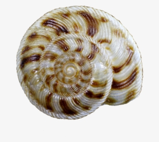 Snail Shell Png, Transparent Png, Transparent PNG