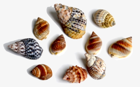 This Family Of Gastropods Includes A Large Variety - Shell, HD Png Download, Transparent PNG