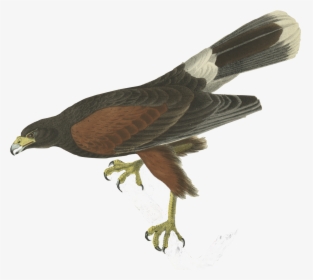 Bird - John James Audubon Birds, HD Png Download, Transparent PNG