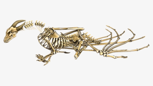 Dragon Skeleton Png, Transparent Png, Transparent PNG