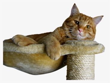 All Ginger Cats Male, HD Png Download, Transparent PNG