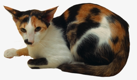Cat Png - Domestic Short-haired Cat, Transparent Png, Transparent PNG