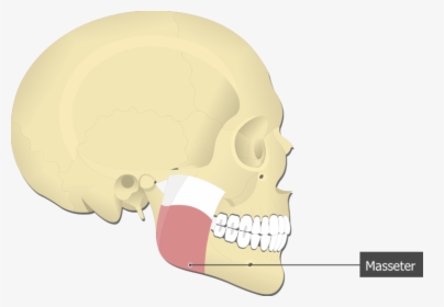 Masseter Muscle Attached To The Skull Alone - Temporalis Muscle Origin And Insertion, HD Png Download, Transparent PNG