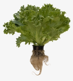 Lettuce Roots Png, Transparent Png, Transparent PNG