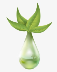 Extraction Of Plant, HD Png Download, Transparent PNG