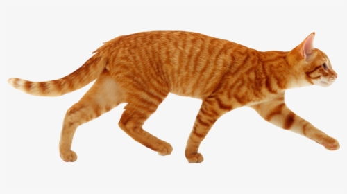 #cat #cutout #ginger #red #tabby #walking Not #freetoedit - Cat Running, HD Png Download, Transparent PNG