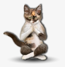 10catkkitte - Chat Yoga, HD Png Download, Transparent PNG