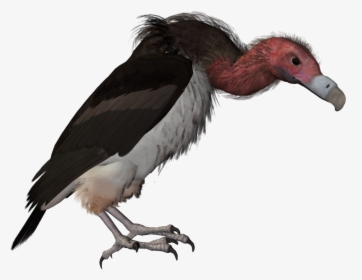 Drawn Turkey Vulture Catoon - Vulture, HD Png Download, Transparent PNG