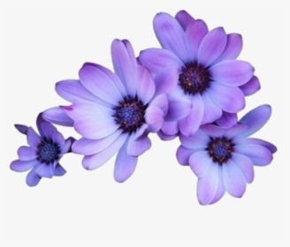 Flowers Purple Tumblr Overlays Editingneeds Foredit - Purple Flower Transparent Background, HD Png Download, Transparent PNG