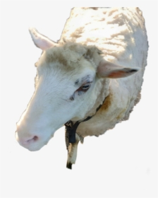 #goat #animal #granja #sheep #pretty #respect - Sheep, HD Png Download, Transparent PNG