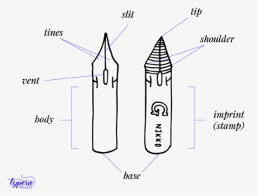 Anatomy Of A Nib, HD Png Download, Transparent PNG