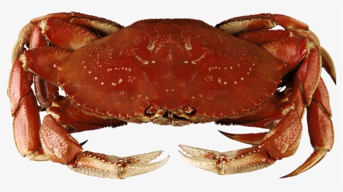 Crab Png - Dungeness Crab, Transparent Png, Transparent PNG