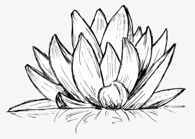 Lotus Drawing 4 - Line Art, HD Png Download, Transparent PNG