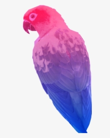 #bisexual #bird #flag #parrot #sticker #freetoedit, HD Png Download, Transparent PNG