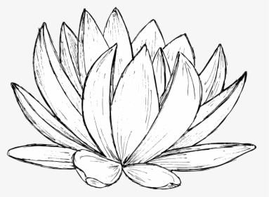 Lotus Drawing 1 - Sacred Lotus, HD Png Download, Transparent PNG