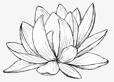 Lotus Drawing 2 - Sacred Lotus, HD Png Download, Transparent PNG