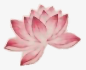#flower #tattoo #interesting #art #people #freetoedit - Sacred Lotus, HD Png Download, Transparent PNG