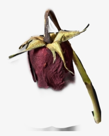 Fritillaria, HD Png Download, Transparent PNG